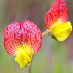 Lathyrus belinensis